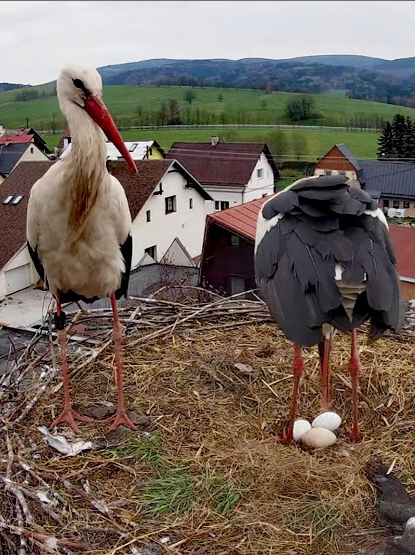 livebirdspoland_06a7a834595600c163a4791e9fd528d0.jpg