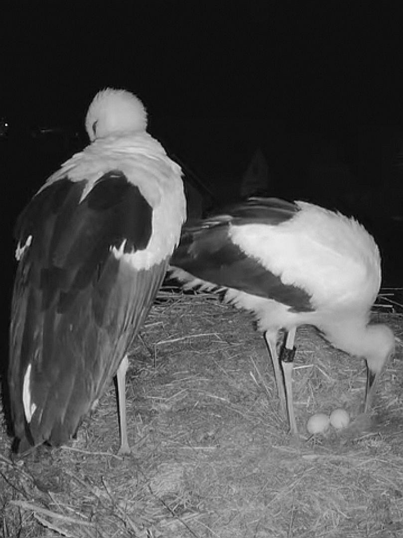 livebirdspoland_a3aa11f571c71a388f8c7d68b29b1a3f.jpg