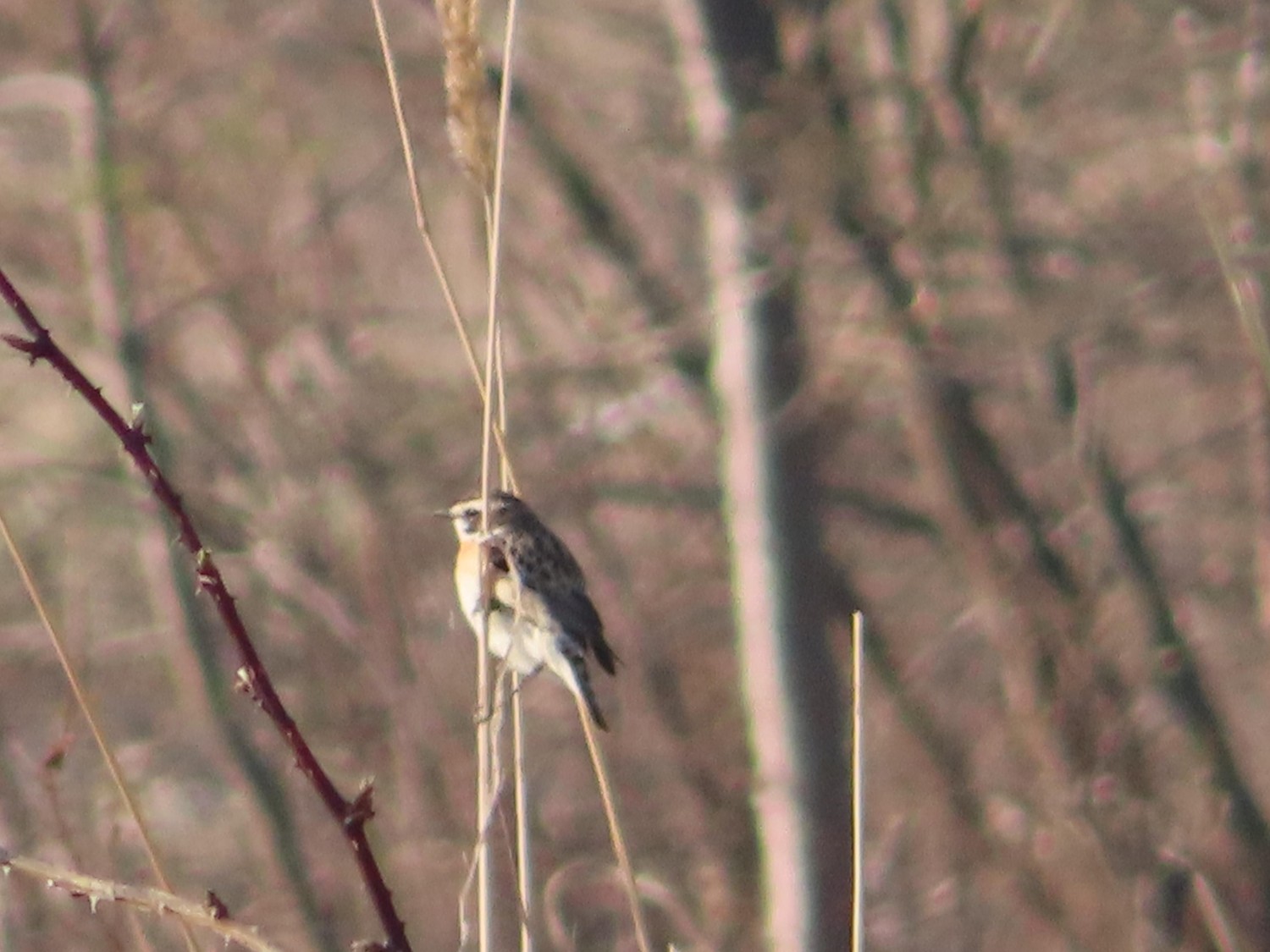 livebirdspoland_dce9aa4c31fd21106d44b586ec96ec58.jpg