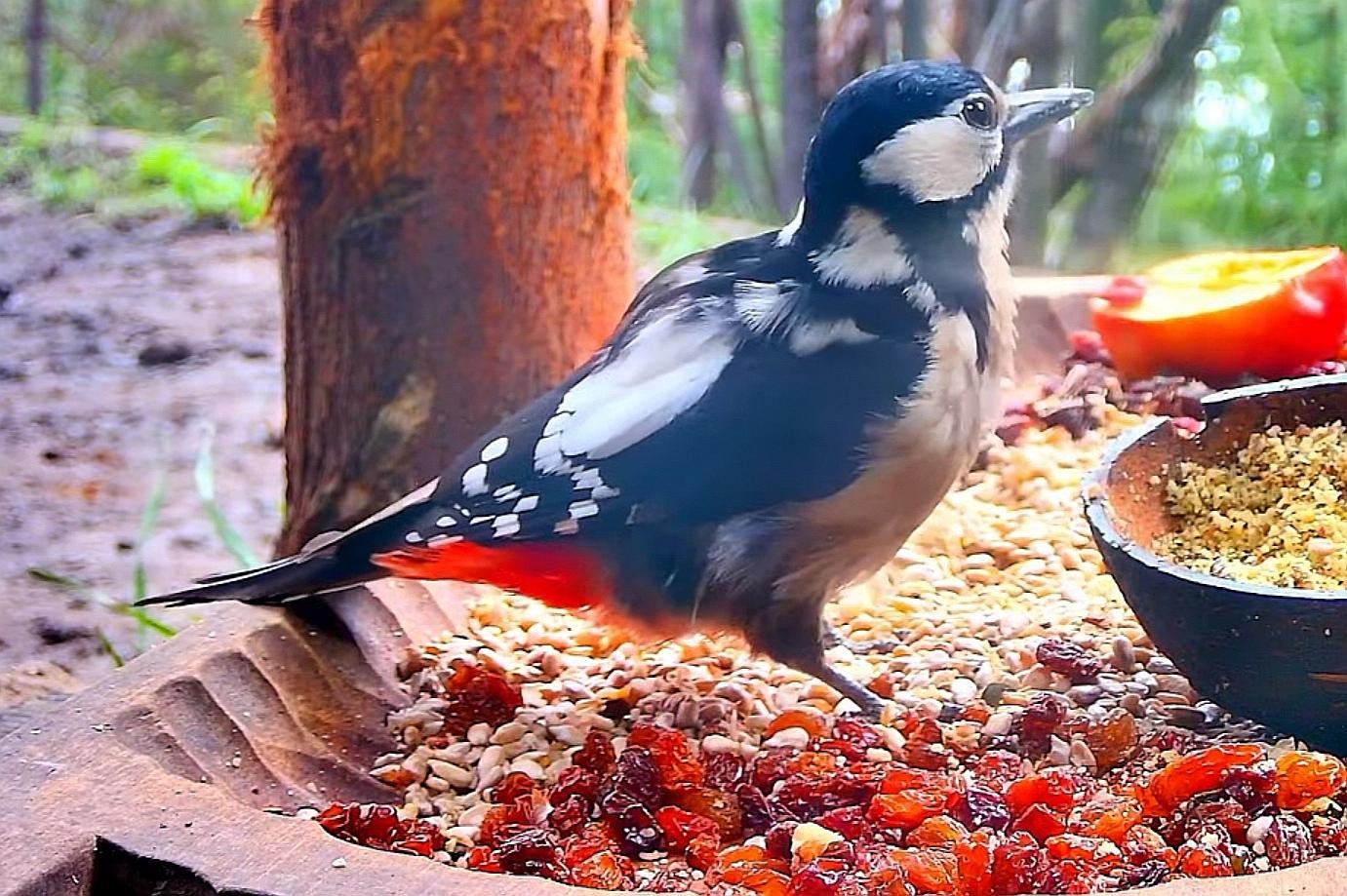 livebirdspoland_d6c840c052a0f03d7c1b9ebd4c50aa16.jpg