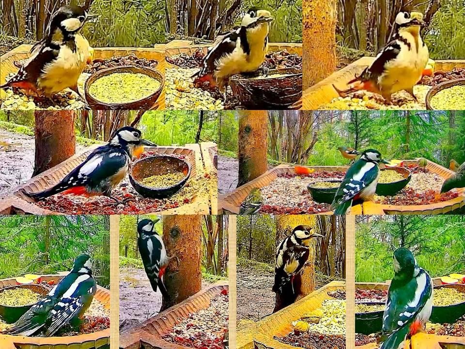livebirdspoland_312f6ff1ae98a81209fdc394d1e8ab33.jpg
