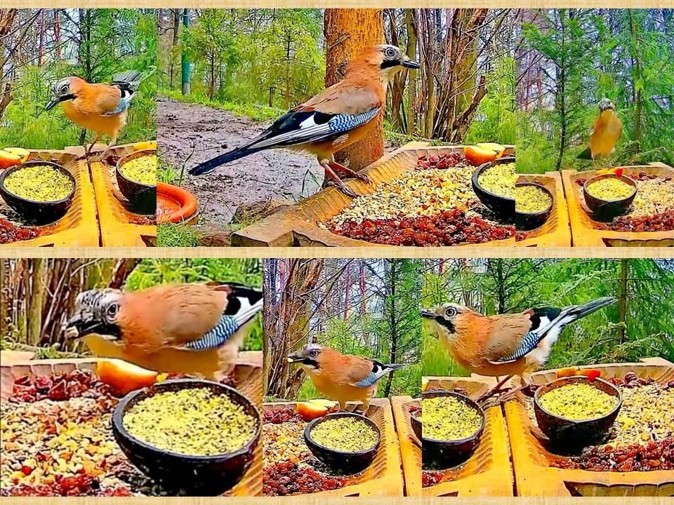 livebirdspoland_35840f69792c2082f2f96c2176090ba8.jpg