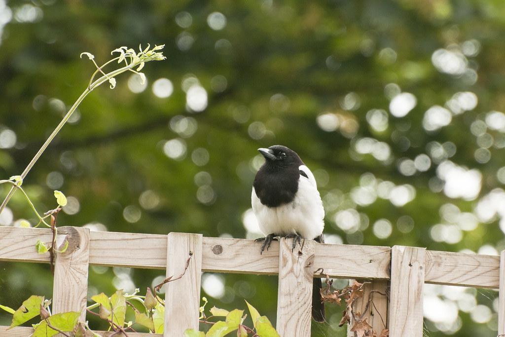 livebirdspoland_7cafde5378d5d3bf95ca88f62ed407d2.jpg