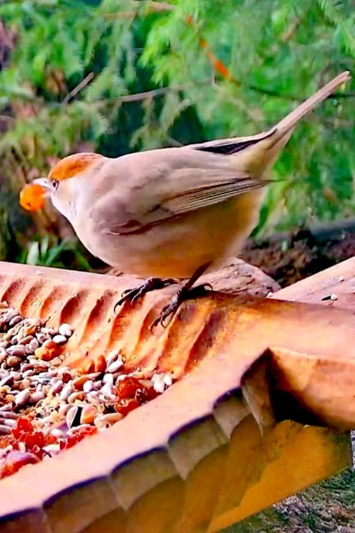 livebirdspoland_9a6c5474f6fb147a1de92dd1d5eb19a5.jpg