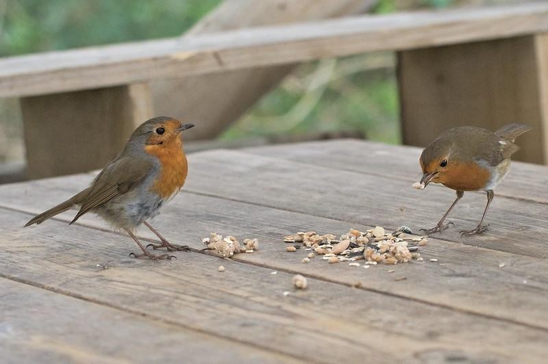 livebirdspoland_4a765f140f035306fa14403f3f252f5e.jpg