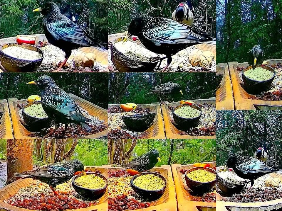 livebirdspoland_8208b22e8ebc450517565c664d5fb1c9.jpg