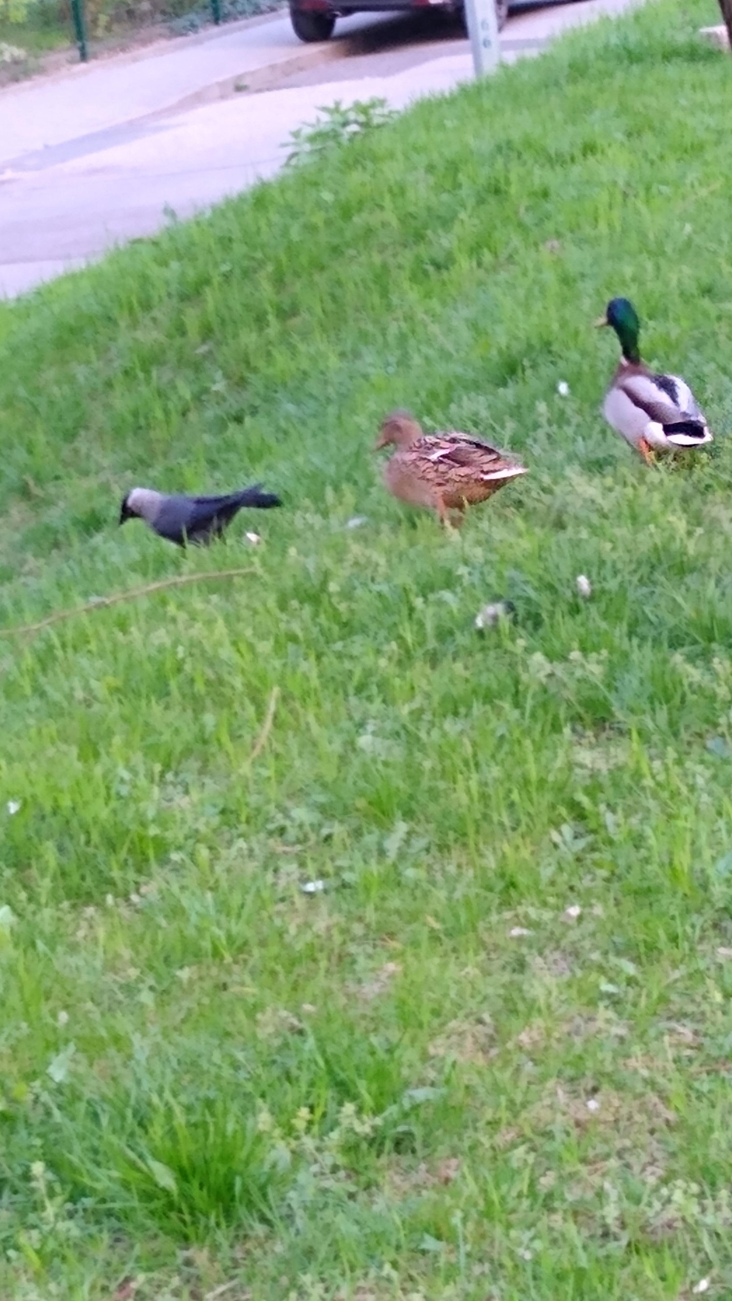 livebirdspoland_cbb462682159cfb587a86d66840c3929.jpg