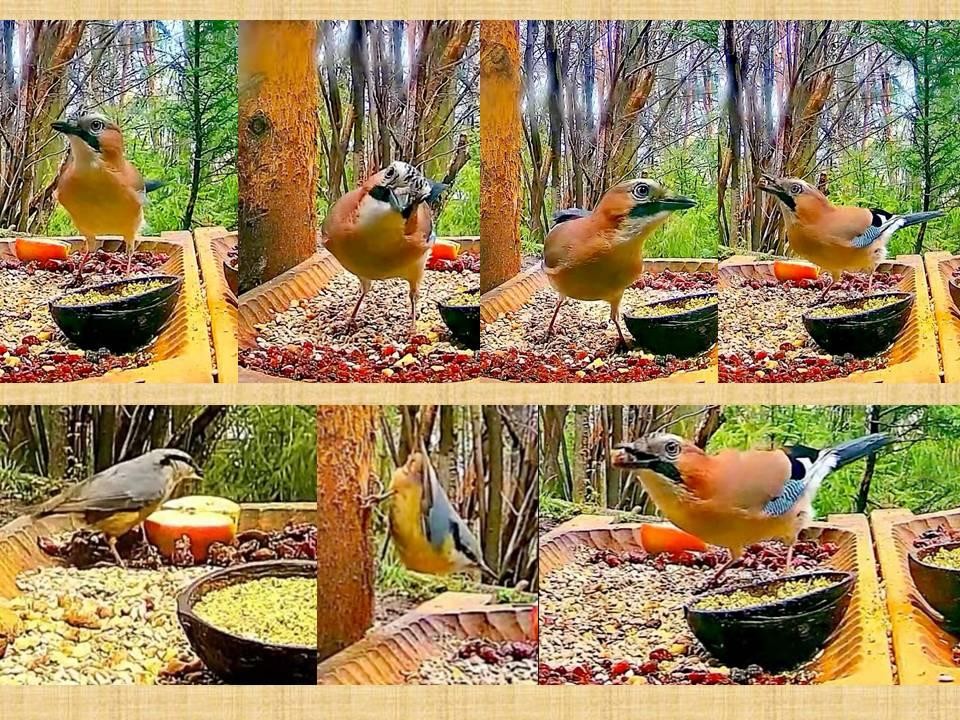 livebirdspoland_80c17ab20665fd3468bd6cf88ae67f10.jpg