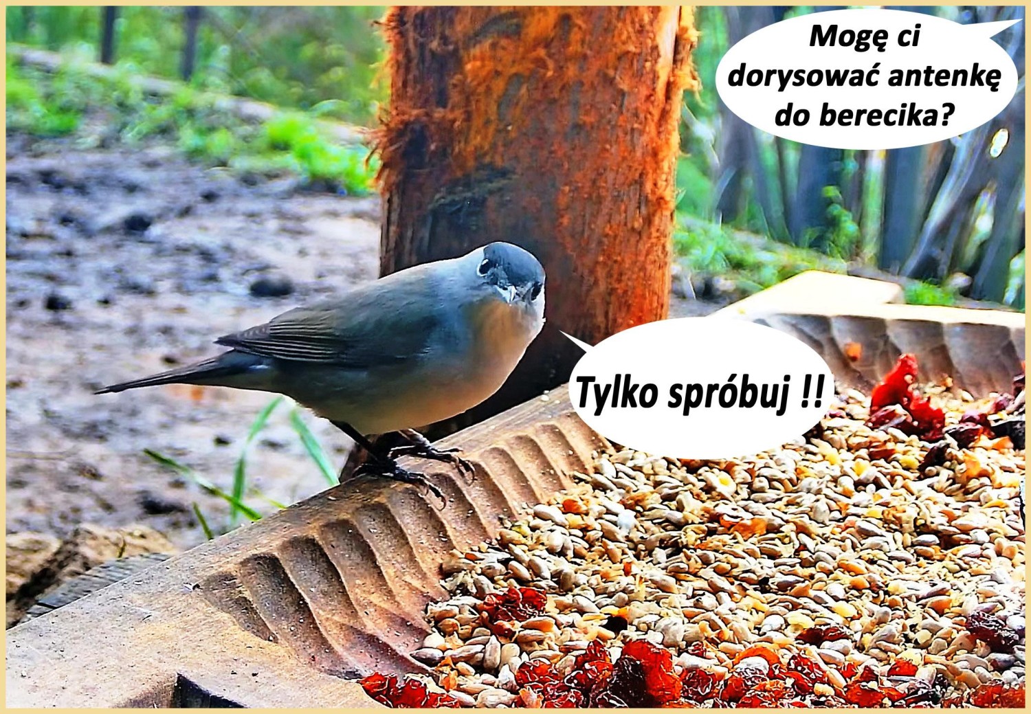 livebirdspoland_9e70b846700aa0acc2a3cee3f77eff5b.jpg