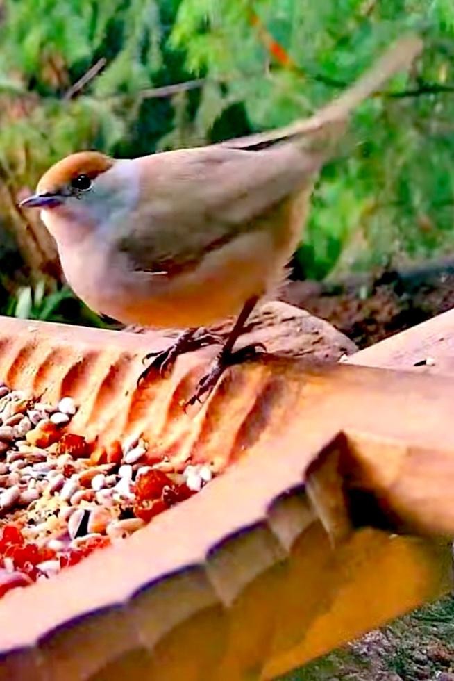livebirdspoland_62ae6bcf10428aa3f07ea0ece991c100.jpg