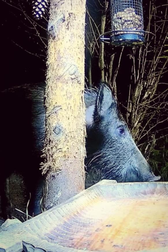 livebirdspoland_93818b9e005b9b6d5acb156eab9c1a2f.jpg