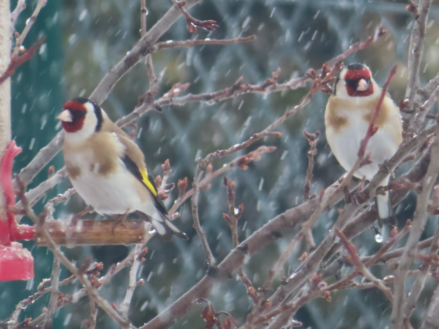 livebirdspoland_b8e1c96ef8b367d2f2a9a67323ba297e.jpg