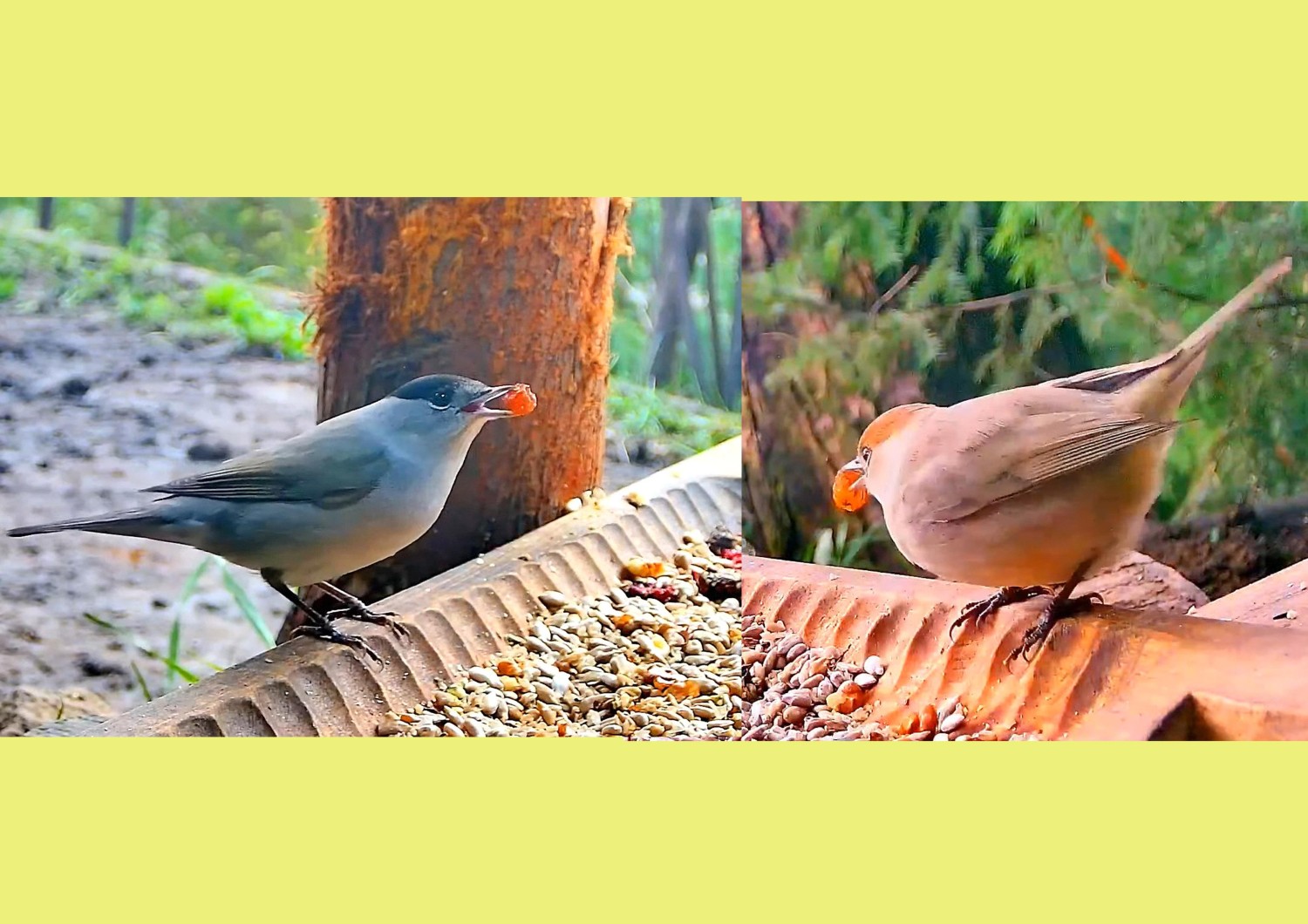 livebirdspoland_944f7dbff8d6fbf35c6d1dc2e489fd45.jpg