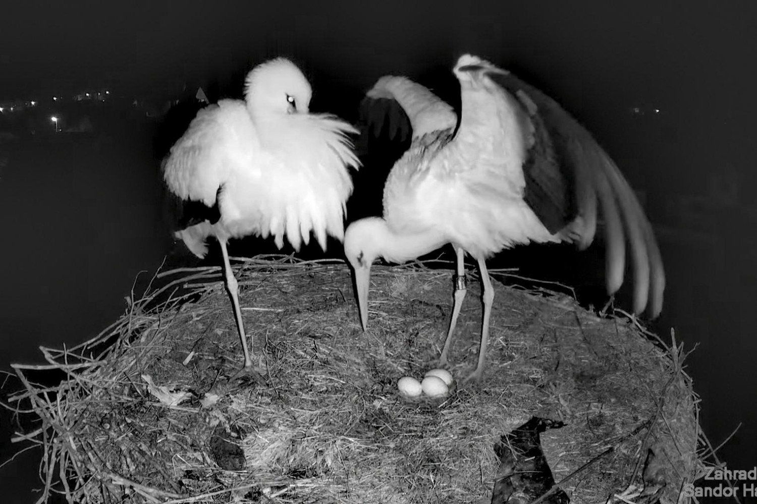 livebirdspoland_d28a85a0eee9252f4a0f2821b64e54c1.jpg