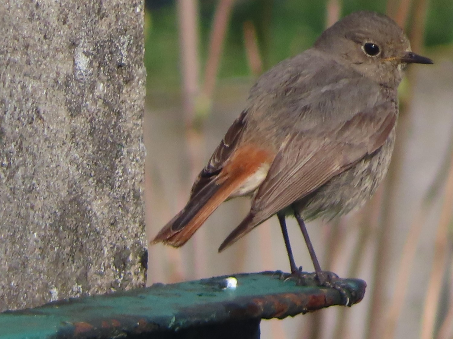 livebirdspoland_da7d5fa865a76d287fe7330ce6f4d83f.jpg