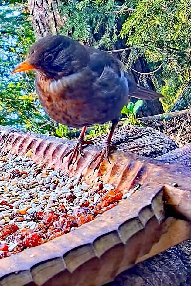 livebirdspoland_6526bd4859b5bd5a8f75a884d3fba0bf.jpg
