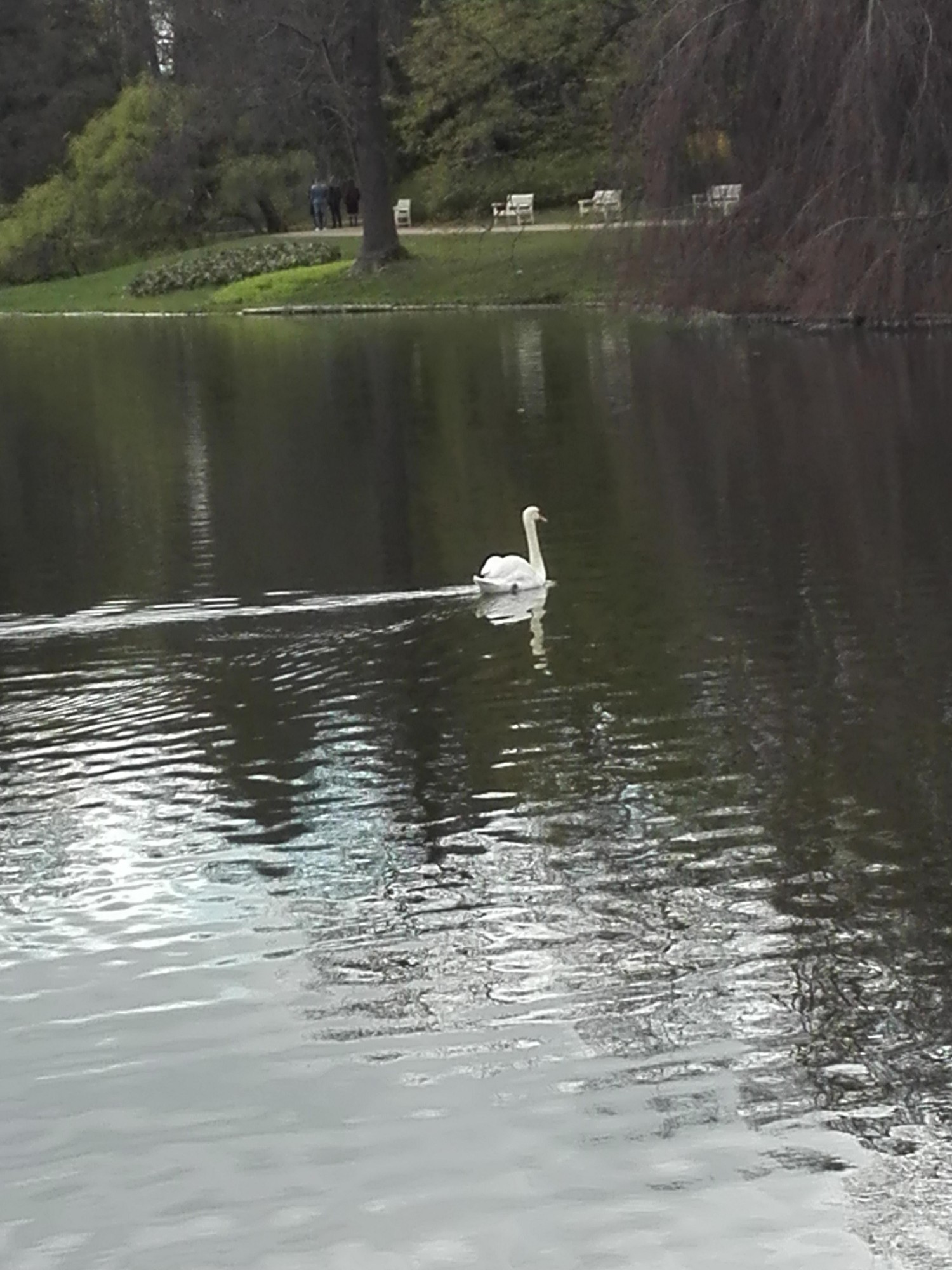 livebirdspoland_c737d3033aedab27a81e4e36ce97b1ba.jpg