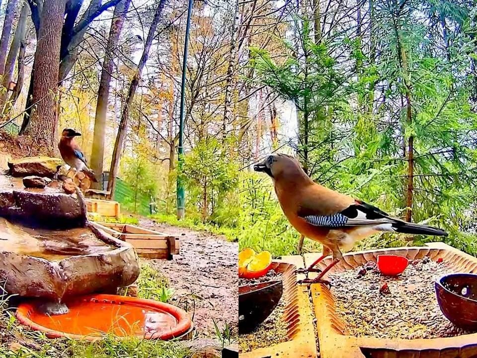 livebirdspoland_7aa6919a814633d6218b964541e4e4f5.jpg