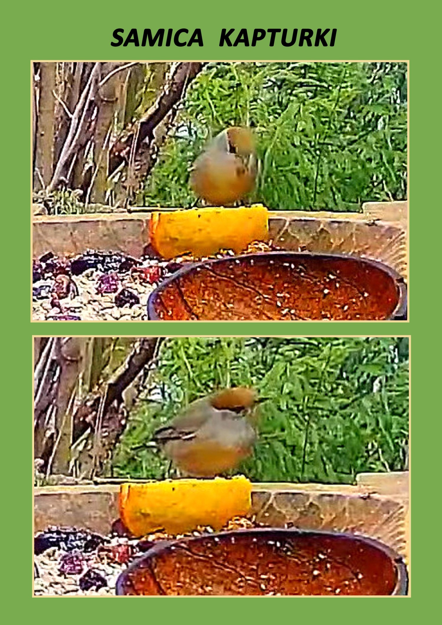 livebirdspoland_ac160da7fb21b8e847cae973d49b9ad1.jpg