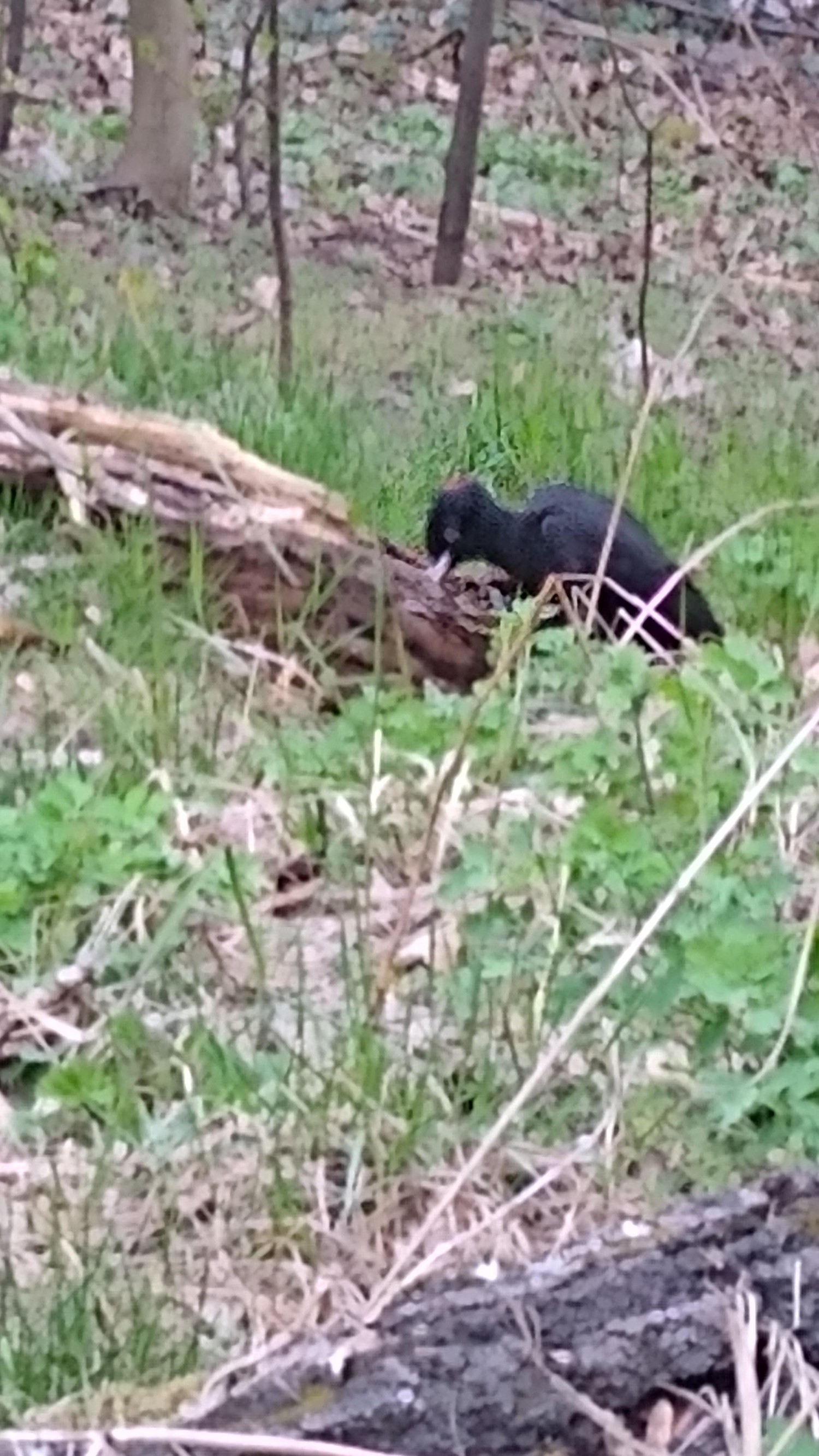 livebirdspoland_c952eaf63d0425bac0df9c71cb0da225.jpg