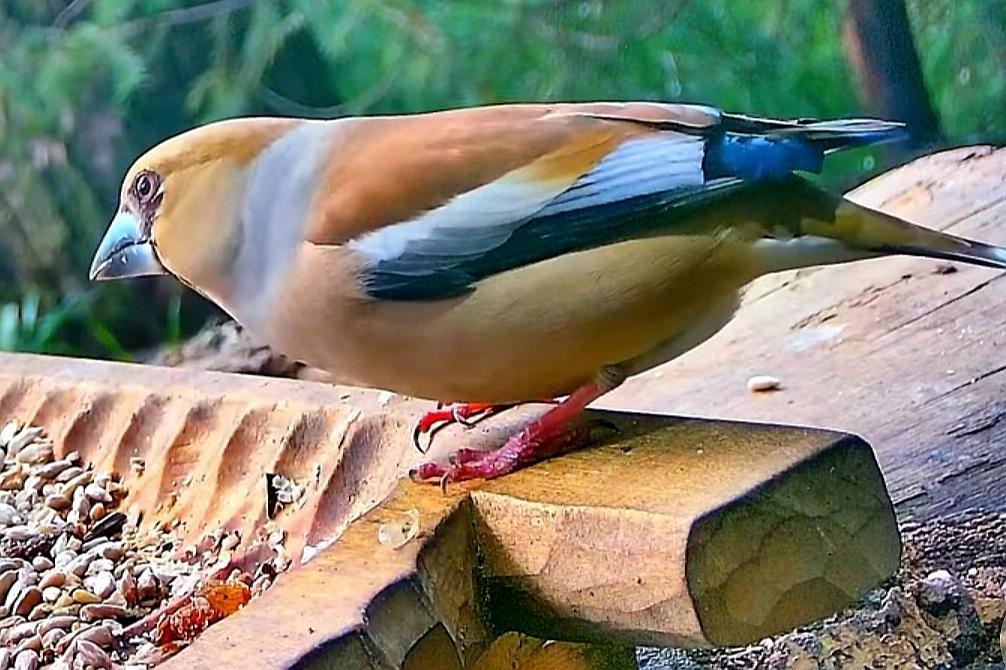 livebirdspoland_8e637bb359d35c9747c6601609660e15.jpg
