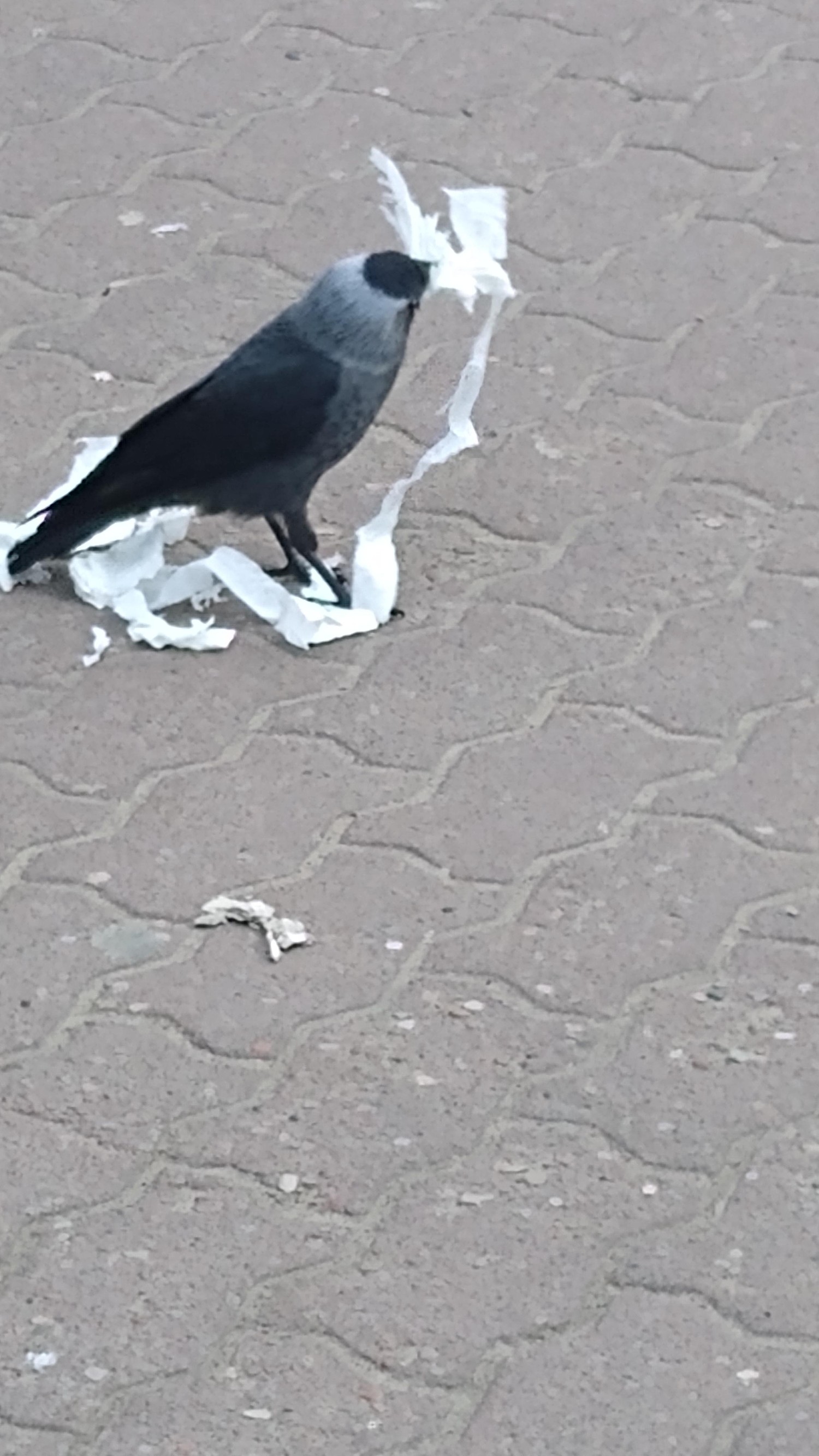 livebirdspoland_e5d304116e00e6305efcc5979e8eda70.jpg