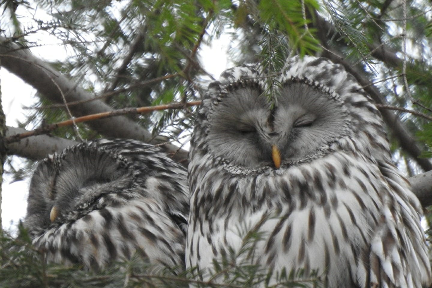 livebirdspoland_e01fbd26d03e6652f6e9e49c8e0f15af.png