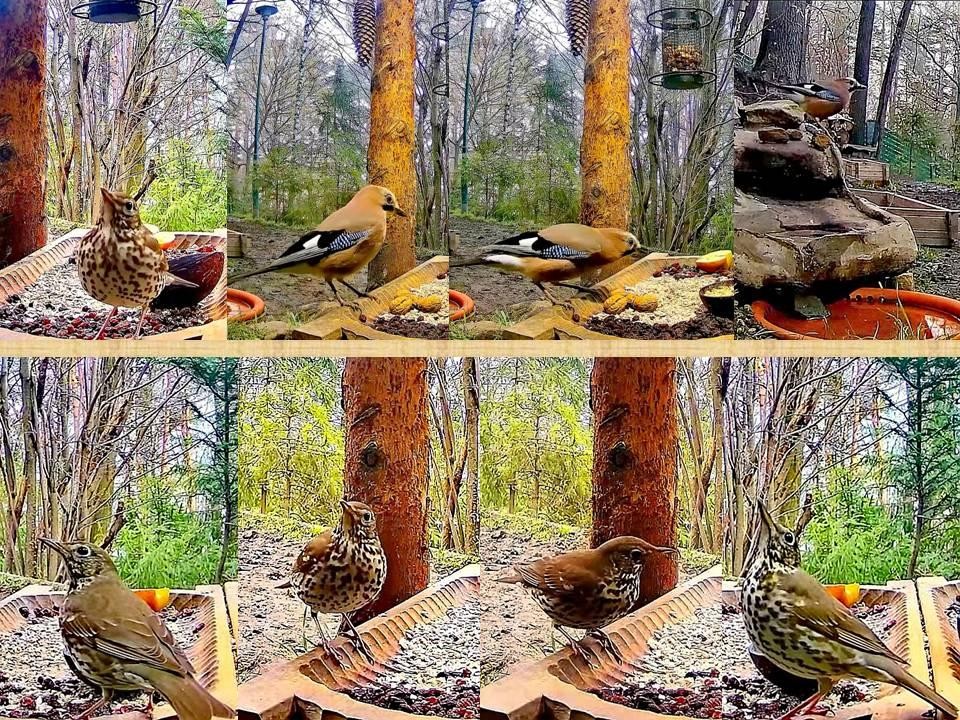 livebirdspoland_277dc5c7fbc1d50c3b1f87f704a07c07.jpg