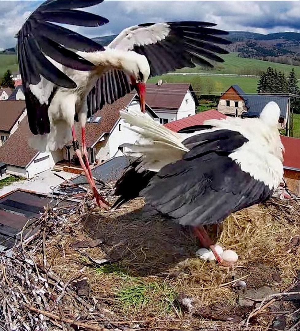 livebirdspoland_332bfb9dc9ddb960bd3f6483a76e0337.jpg