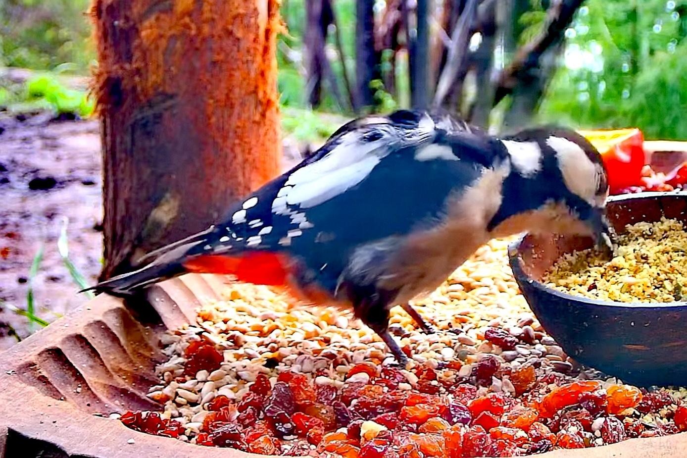 livebirdspoland_1069975c56fc039648ddf867290f2a40.jpg