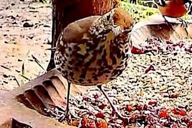 livebirdspoland_8084b868d76fd6ca159a93efa79980ce.jpg