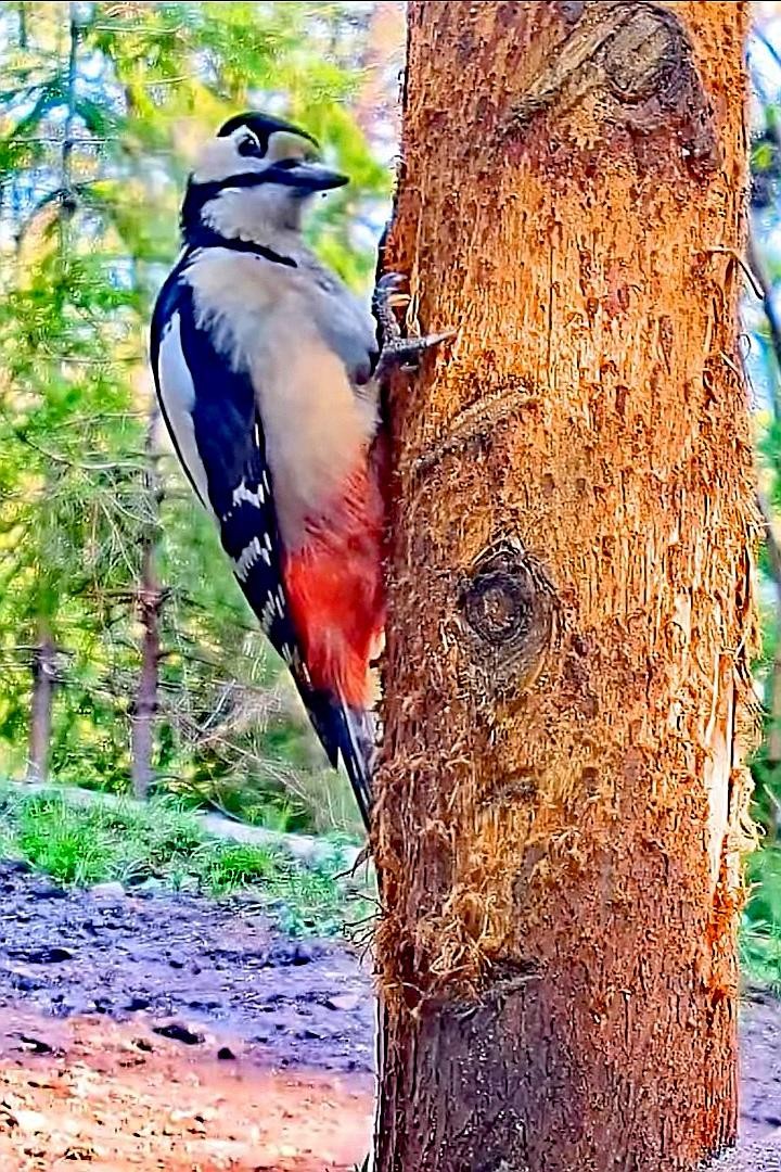 livebirdspoland_e1545222462229e098a134096873a6a9.jpg