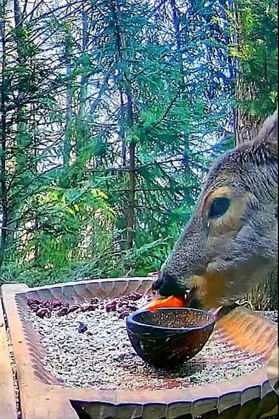 livebirdspoland_1aee8ddfc9c397e5819ccbc1d2ea9428.jpg