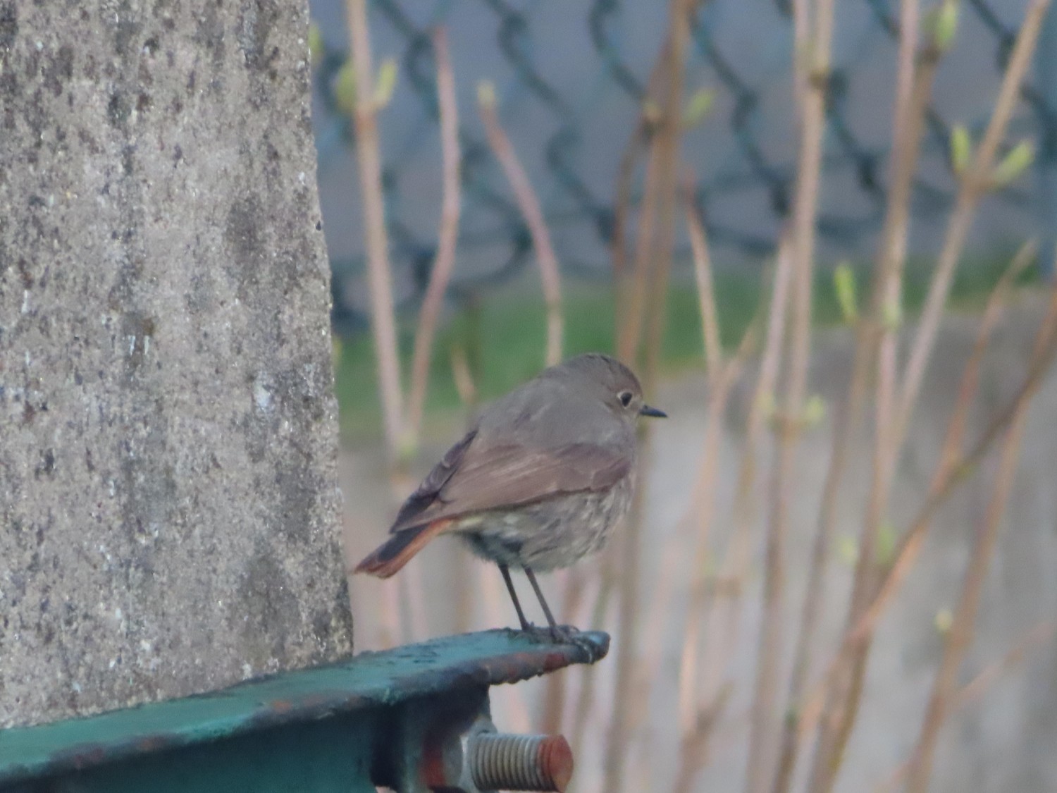 livebirdspoland_cf5d9098c716a35ef01336992d1a58be.jpg