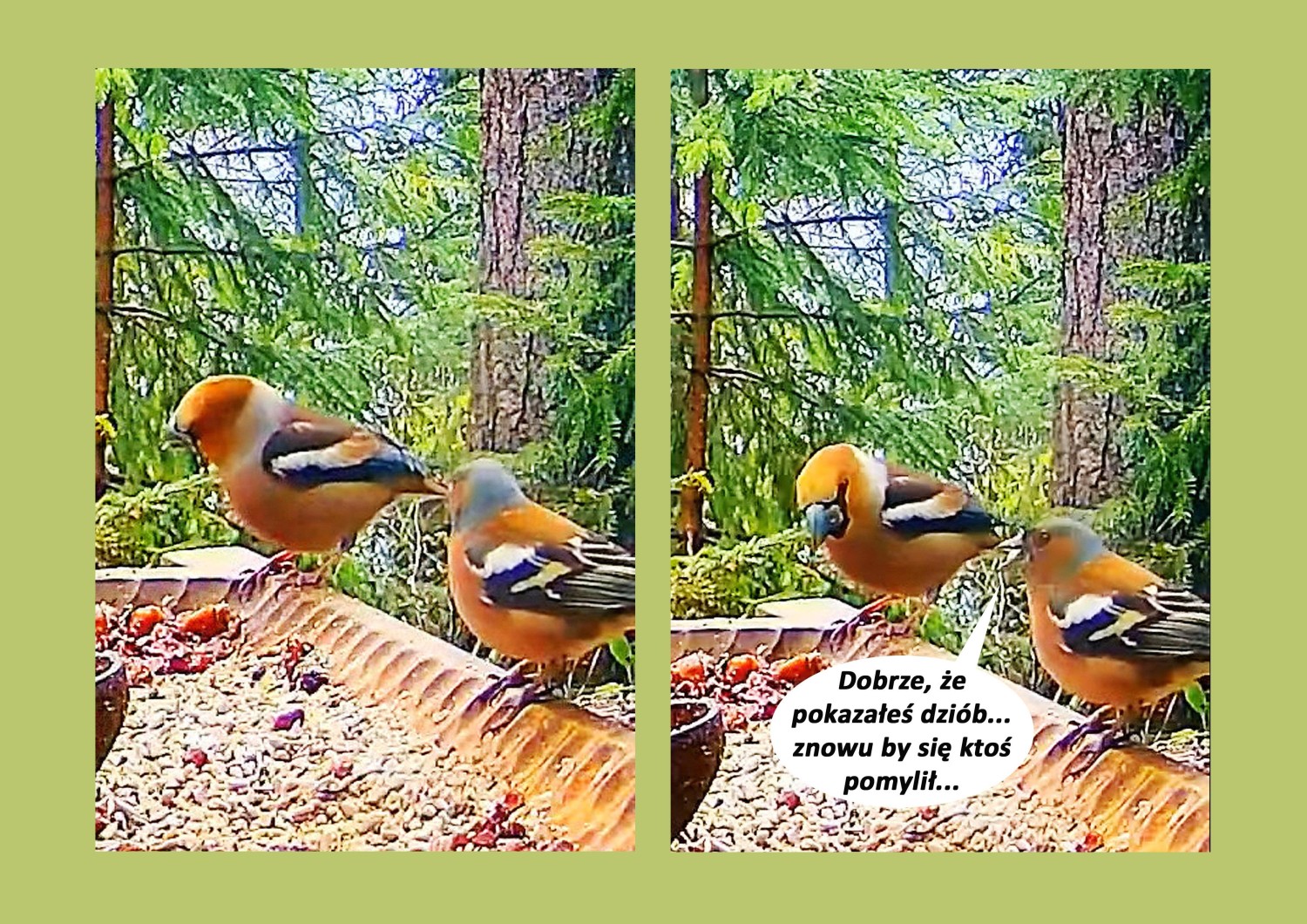 livebirdspoland_37faa6d502002e44763c4902bb99ca87.jpg