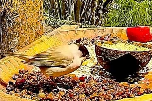 livebirdspoland_4d4275c8e5161cb9af0656170a01a9a1.jpg