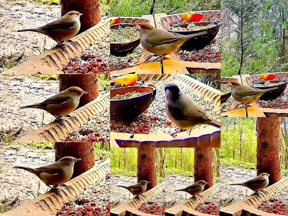livebirdspoland_bb37d459d4694fb7b31f7f812176cb95.jpg