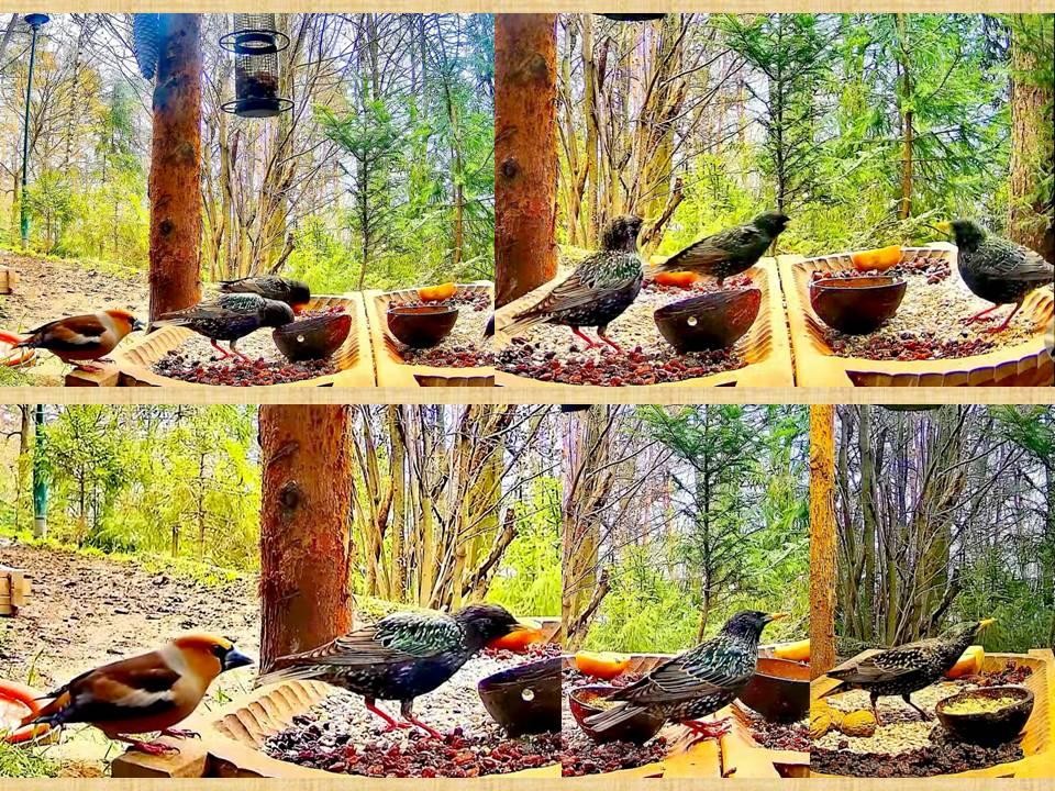 livebirdspoland_2b4b6cbdf656225baa73afd44eac6c01.jpg