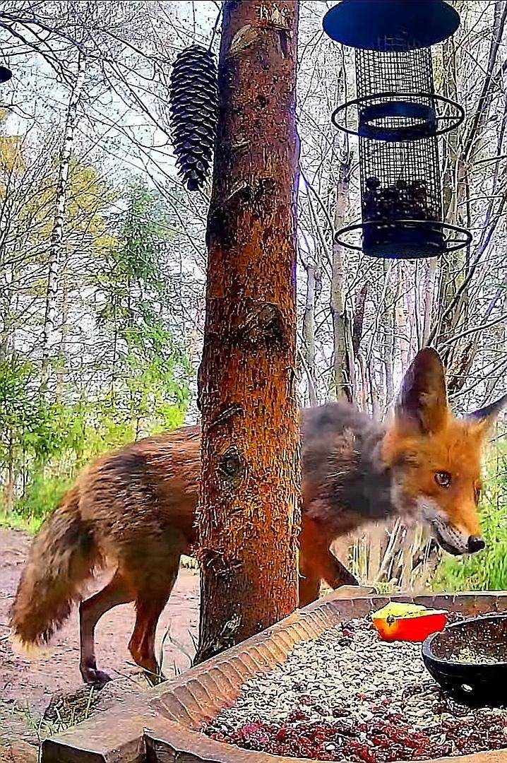 livebirdspoland_7913690e9415afbc08ea2971b2fb6920.jpg