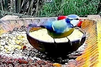 livebirdspoland_6e460f69b666aafb2adbc8275c0390f3.jpg