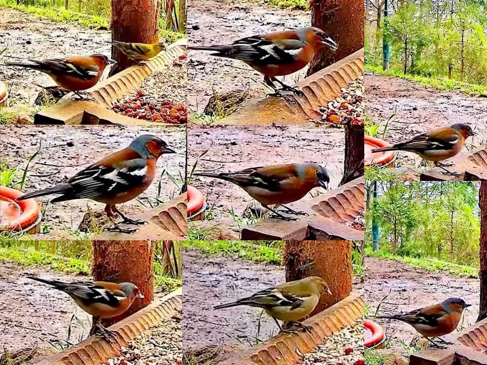 livebirdspoland_74bc81cdb6835f07ecec623c329330f4.jpg