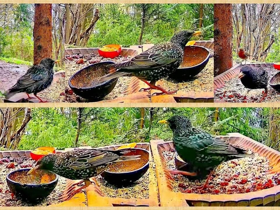 livebirdspoland_073b16773cadec05bc6cb3c598793e5d.jpg