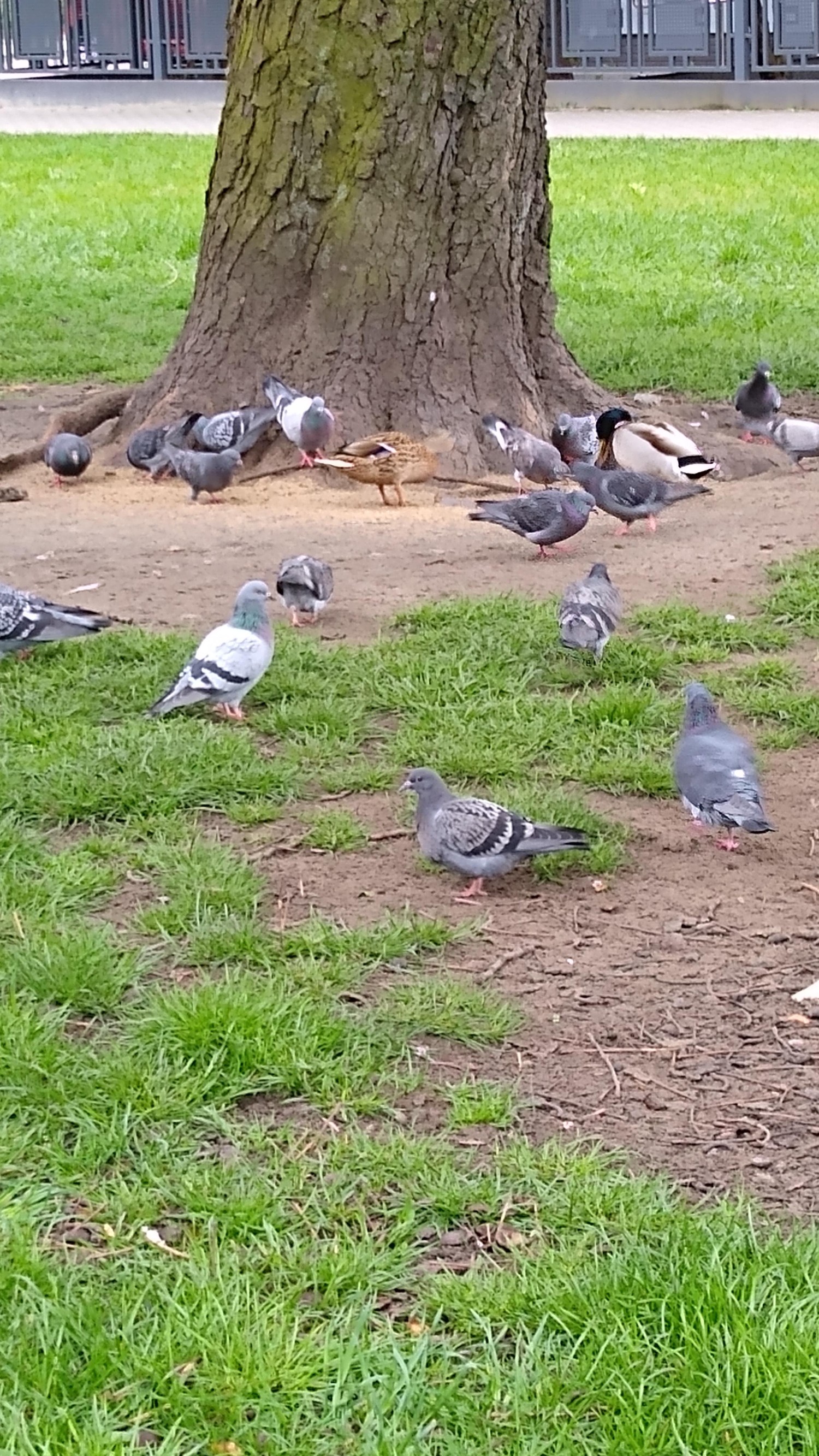 livebirdspoland_2f6d32d8b5a3ebd7c9b3132576eb39d5.jpg