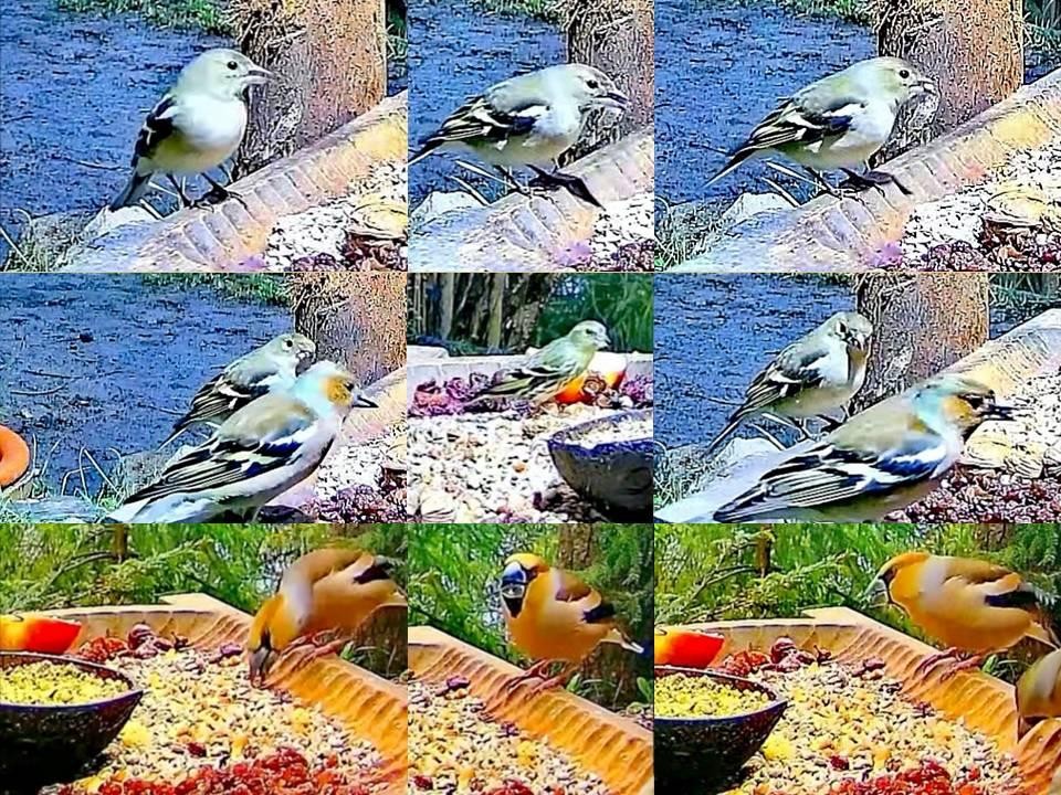 livebirdspoland_a0424aef03e41e2f1d6813cc5424f2fd.jpg