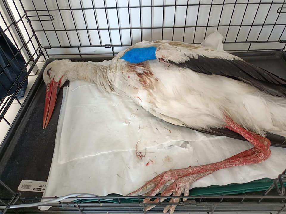 livebirdspoland_a368d9d2384d1757dbfaf41c3ed36032.png