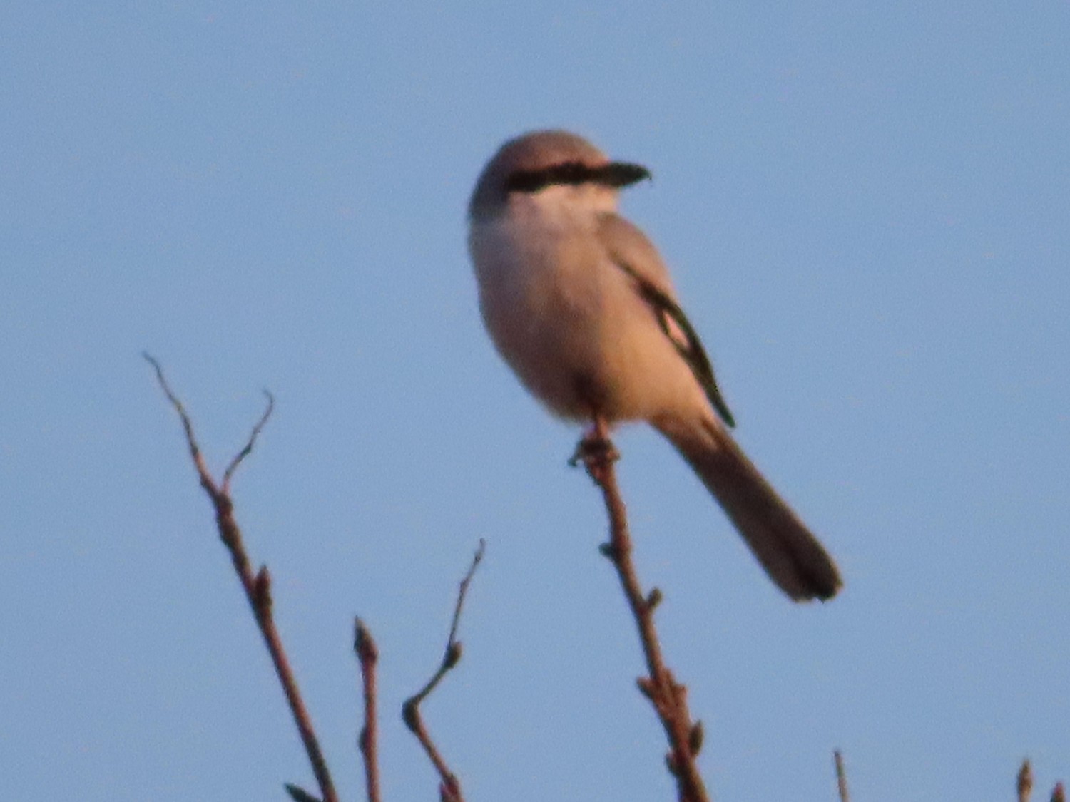 livebirdspoland_03f076ef76691eb4b92e4e107b89970c.jpg
