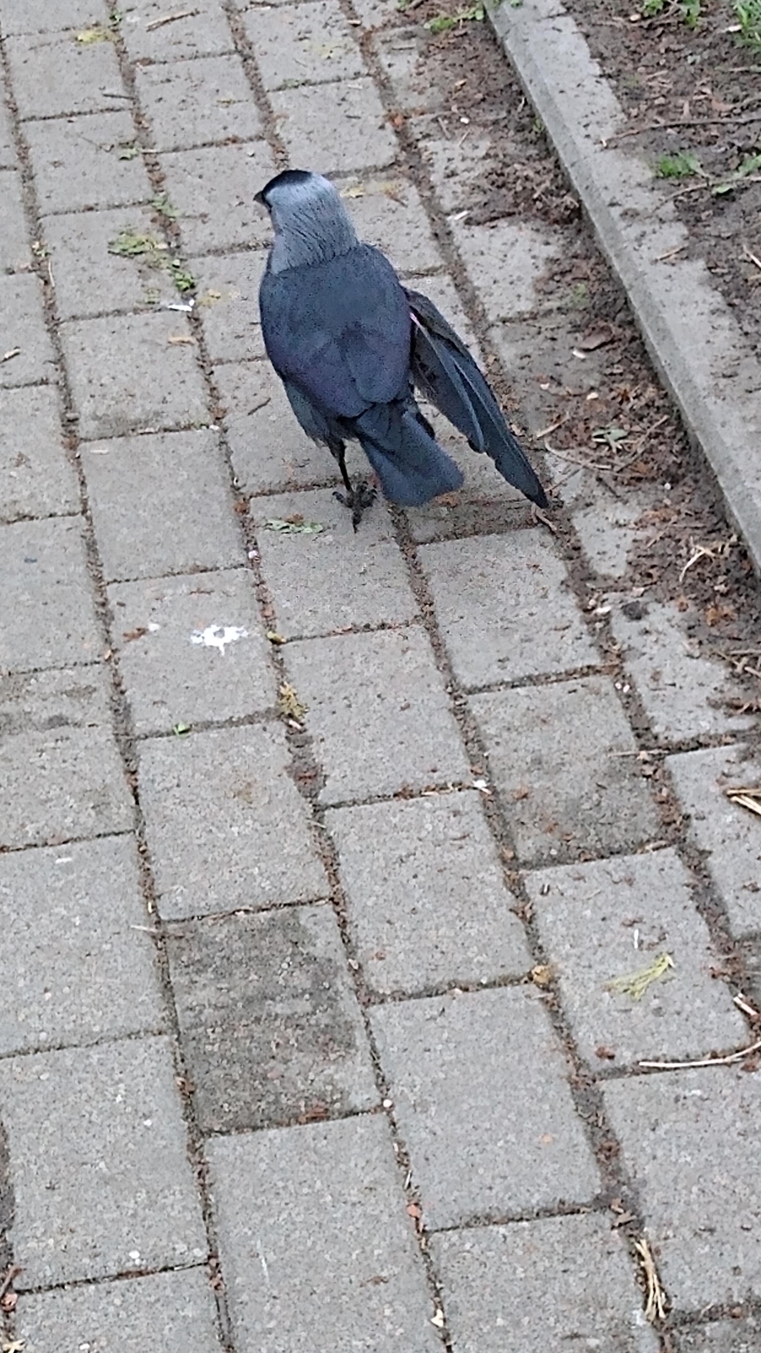 livebirdspoland_a0a58bf43f4c775f41911777528ac6a4.jpg