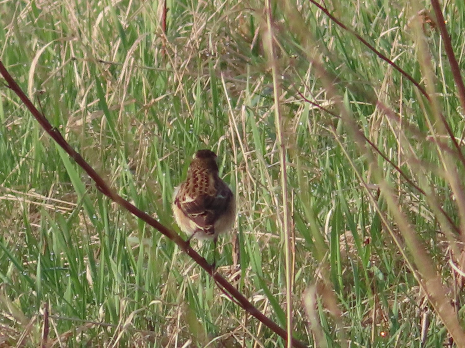 livebirdspoland_c18a66001a8713cfbfff87ee956d728b.jpg