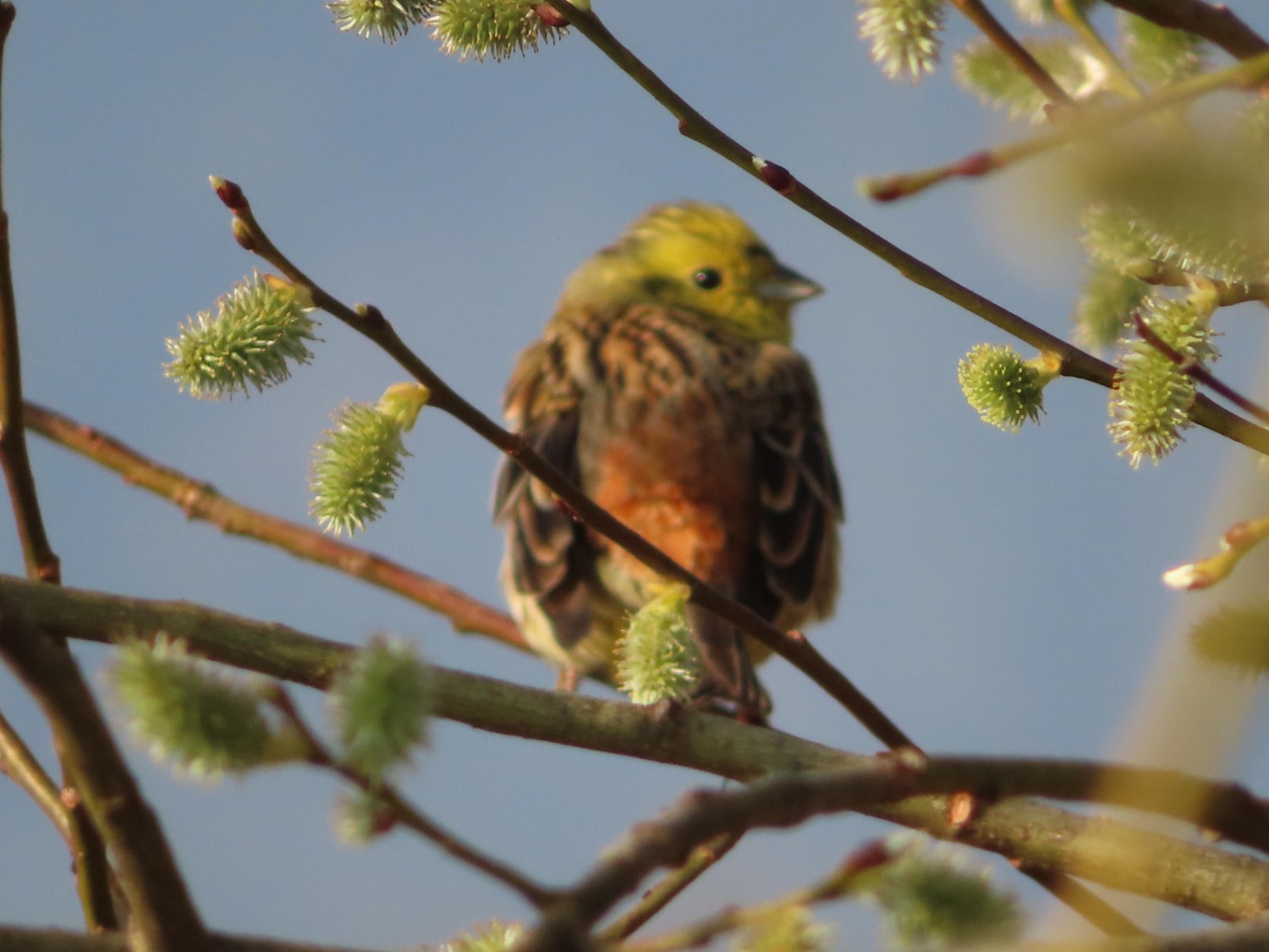livebirdspoland_f5a610d87f29ad1a3e15569803f54999.jpg