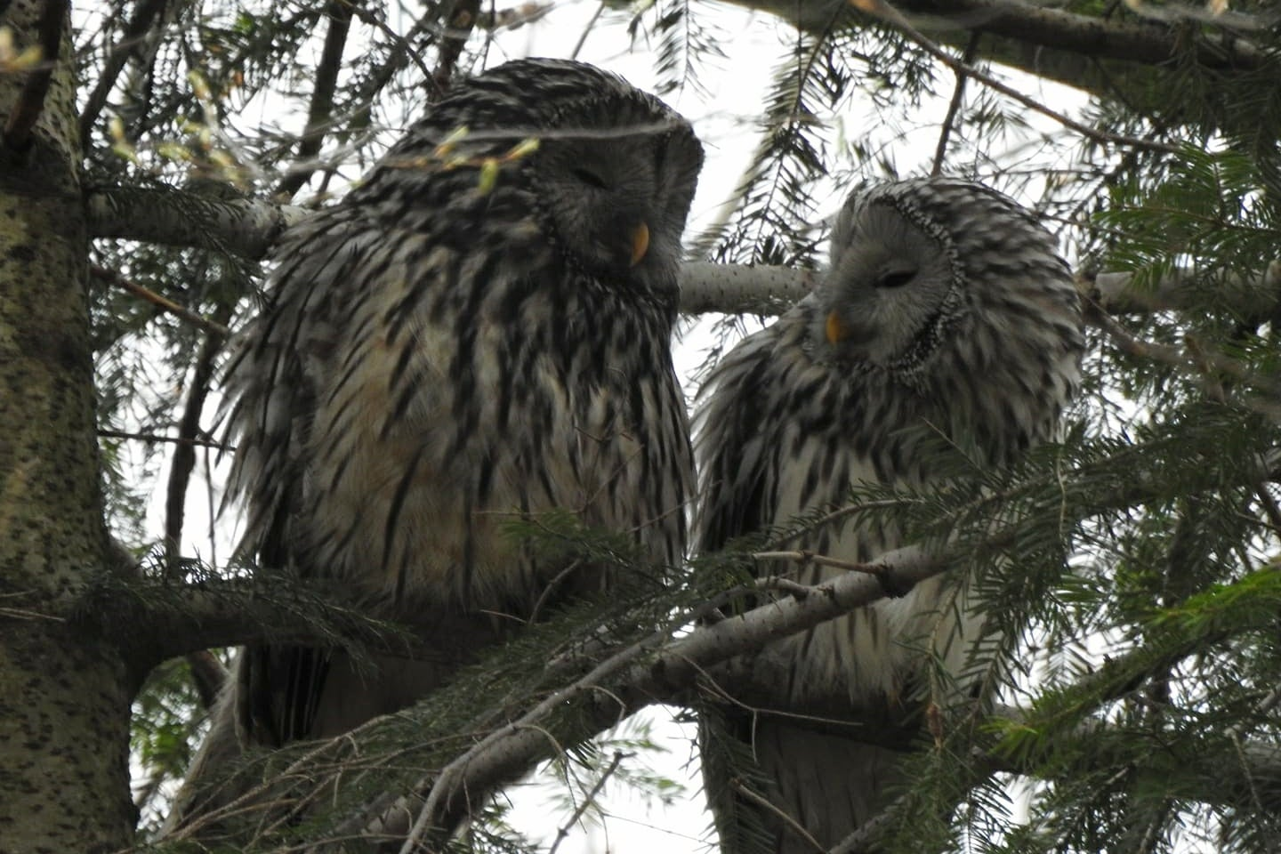 livebirdspoland_b7367f6dfb861d65711e2f03660ef100.png